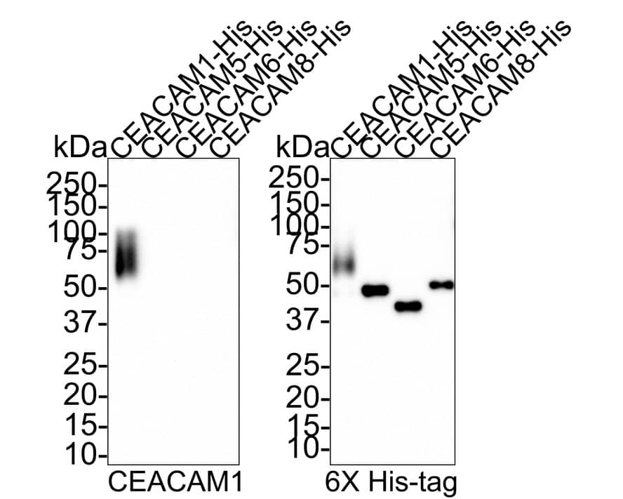 Western Blot: CEACAM1/CD66a Antibody (PSH0-78) [NBP3-32177] - Western blot analysis of CEACAM1/CD66a on different lysates with Rabbit anti-CEACAM1/CD66a antibody (NBP3-32177) at 1/1,000 dilution and Mouse anti-6X His-tag antibody (HA600030) at 1/1,000 dilution. Lane 1: His-tagged human CEACAM-1 recombinant protein aa (aa35-428) 20ng Lane 2: His-tagged human CEACAM-5 recombinant protein aa (aa35-422) 20ng Lane 3: His-tagged human CEACAM-6 recombinant protein aa (aa35-326) 20ng Lane 4: His-tagged human CEACAM-8 recombinant protein aa (aa35-335) 20ng Exposure time: 1 minute; 4-20% SDS-PAGE gel. Proteins were transferred to a PVDF membrane and blocked with 5% NFDM/TBST for 1 hour at room temperature. The primary antibody (NBP3-32177) at 1/1,000 dilution was used in 5% NFDM/TBST at room temperature for 2 hours. Goat Anti-Rabbit IgG - HRP Secondary Antibody at 1:100,000 dilution was used for 1 hour at room temperature.