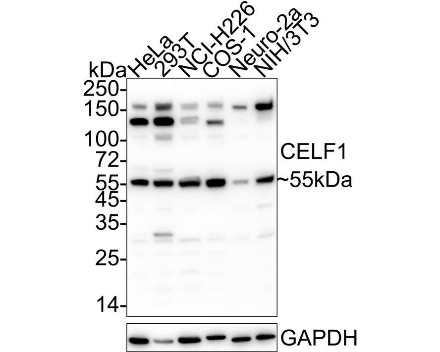 Western blot analysis on different lysates with NBP3-32179 at 1/1,000 dilution. Lane 1: HeLa cell lysate Lane 2: 293T cell lysate Lane 3: NCI-H226 cell lysate Lane 4: COS-1 cell lysate Lane 5: Neuro-2a cell lysate Lane 6: NIH/3T3 cell lysate Lysates/proteins at 30 µg/Lane. Predicted band size: 52 kDa Observed band size: 55 kDa Exposure time: 59 seconds;  4-20% SDS-PAGE gel. Proteins were transferred to a PVDF membrane and blocked with 5% NFDM/TBST for 1 hour at room temperature. NBP3-32179 at 1/1,000 dilution was used in 5% NFDM/TBST at 4℃ overnight. Goat anti-Mouse IgG [HRP] at 1/50,000 dilution was used for 1 hour at room temperature.