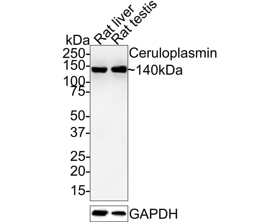 Western Blot: Ceruloplasmin Antibody (JE59-01) [NBP3-32182] - Western blot analysis of Ceruloplasmin on different lysates with Rabbit anti-Ceruloplasmin antibody (NBP3-32182) at 1/1,000 dilution. Lane 1: Rat liver tissue lysate Lane 2: Rat testis tissue lysate Lysates/proteins at 30 ug/Lane. Predicted band size: 122 kDa Observed band size: 140 kDa Exposure time: 3 minutes 30 seconds; 4-20% SDS-PAGE gel. Proteins were transferred to a PVDF membrane and blocked with 5% NFDM/TBST for 1 hour at room temperature. The primary antibody (NBP3-32182) at 1/1,000 dilution was used in 5% NFDM/TBST at room temperature for 2 hours. Goat Anti-Rabbit IgG - HRP Secondary Antibody at 1:100,000 dilution was used for 1 hour at room temperature.