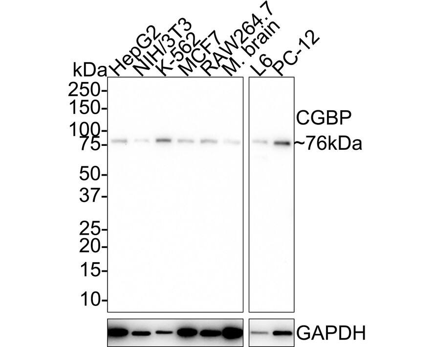 Western blot analysis on different lysates with NBP3-32183 at 1/1,000 dilution. Lane 1: HepG2 cell lysate (20 µg/Lane) Lane 2: NIH/3T3 cell lysate (20 µg/Lane) Lane 3: K-562 cell lysate (20 µg/Lane) Lane 4: MCF7 cell lysate (20 µg/Lane) Lane 5: RAW264.7 cell lysate (20 µg/Lane) Lane 6: Mouse brain tissue lysate (40 µg/Lane) Lane 7: L6 cell lysate (20 µg/Lane) Lane 8: PC-12 cell lysate (20 µg/Lane) Predicted band size: 76 kDa Observed band size: 76 kDa Exposure time: 5 minutes 10 seconds; 4-20% SDS-PAGE gel. Proteins were transferred to a PVDF membrane and blocked with 5% NFDM/TBST for 1 hour at room temperature. NBP3-32183 at 1/1,000 dilution was used in 5% NFDM/TBST at 4℃ overnight. Goat Anti-Rabbit IgG [HRP] Secondary Antibody at 1/50,000 dilution was used for 1 hour at room temperature.