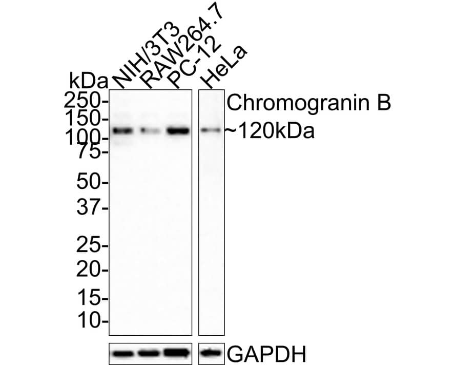Western blot analysis on different lysates with NBP3-32186 at 1/1,000 dilution. Lane 1: NIH/3T3 cell lysate Lane 2: RAW264.7 cell lysate Lane 3: PC-12 cell lysate Lane 4: HeLa cell lysate Lysates/proteins at 15 µg/Lane. Predicted band size: 78 kDa Observed band size: 120 kDa Exposure time: 3 minutes; 4-20% SDS-PAGE gel. Proteins were transferred to a PVDF membrane and blocked with 5% NFDM/TBST for 1 hour at room temperature. NBP3-32186 at 1/1,000 dilution was used in 5% NFDM/TBST at room temperature for 2 hours. Goat Anti-Rabbit IgG [HRP] Secondary Antibody at 1:100,000 dilution was used for 1 hour at room temperature.