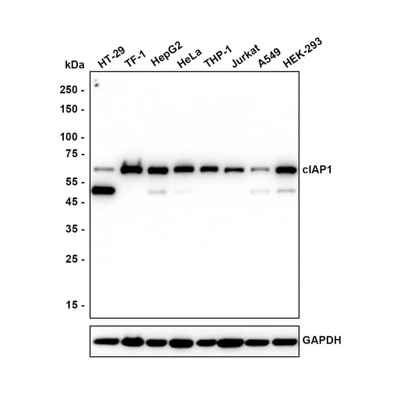 Western blot analysis on different lysates with NBP3-32187 at 1/2,000 dilution. Lane 1: HT-29 cell lysate Lane 2: TF-1 cell lysate Lane 3: HepG2 cell lysate Lane 4: HeLa cell lysate Lane 5: THP-1 cell lysate Lane 6: Jurkat cell lysate Lane 7: A549 cell lysate Lane 8: HEK-293 cell lysate Lysates/proteins at 20 µg/Lane. Predicted band size: 70 kDa Observed band size: 70 kDa Exposure time: 2 minutes;  4-20% SDS-PAGE gel. Proteins were transferred to a PVDF membrane and blocked with 5% NFDM/TBST for 1 hour at room temperature. NBP3-32187 at 1/2,000 dilution was used in 5% NFDM/TBST at 4℃ overnight. Goat Anti-Rabbit IgG [HRP] Secondary Antibody at 1/50,000 dilution was used for 1 hour at room temperature.