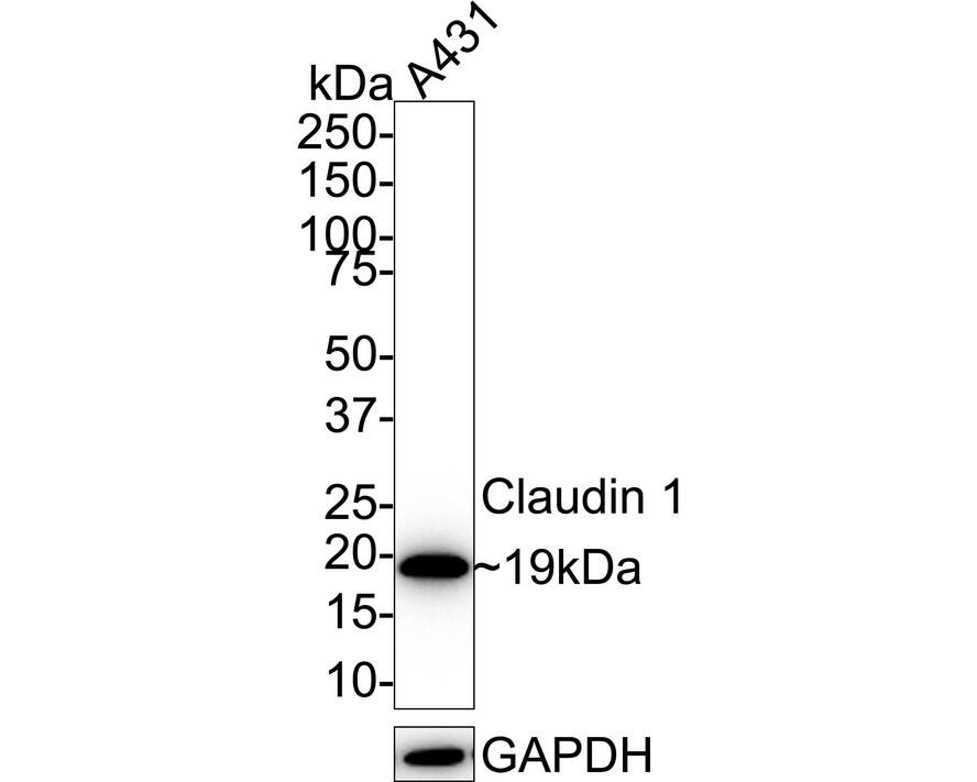 Western blot analysis of  A431 cell lysates with NBP3-32189 at 1/1,000 dilution. Lysates/proteins at 10 µg/Lane. Predicted band size: 23 kDa Observed band size: 19 kDa Exposure time: 25 seconds;  4-20% SDS-PAGE gel. Proteins were transferred to a PVDF membrane and blocked with 5% NFDM/TBST for 1 hour at room temperature. NBP3-32189 at 1/1,000 dilution was used in 5% NFDM/TBST at room temperature for 2 hours. Goat Anti-Rabbit IgG [HRP] Secondary Antibody at 1/50,000 dilution was used for 1 hour at room temperature.