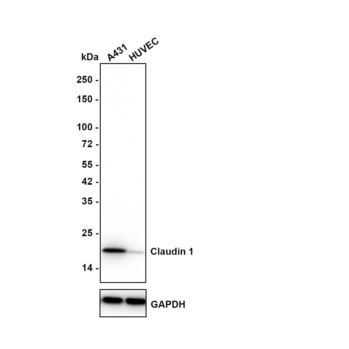 Western blot analysis on different lysates with NBP3-32190 at 1/2,000 dilution. Lane 1: A431 cell lysate (20 µg/Lane) Lane 2: HUVEC cell lysate (20 µg/Lane) Predicted band size: 23 kDa Observed band size: 19 kDa Exposure time: 8 seconds; 4-20% SDS-PAGE gel. Proteins were transferred to a PVDF membrane and blocked with 5% NFDM/TBST for 1 hour at room temperature. NBP3-32190 at 1/2,000 dilution was used in 5% NFDM/TBST at 4℃ overnight. Goat Anti-Rabbit IgG [HRP] Secondary Antibody at 1/50,000 dilution was used for 1 hour at room temperature.