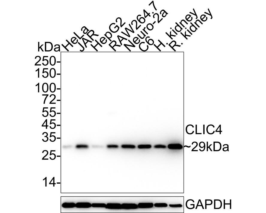 Western Blot: CLIC4 Antibody (JE65-09) [NBP3-32192] - Western blot analysis of CLIC4 on different lysates with Rabbit anti-CLIC4 antibody (NBP3-32192) at 1/1,000 dilution. Lane 1: HeLa cell lysate (20 ug/Lane) Lane 2: JAR cell lysate (20 ug/Lane) Lane 3: HepG2 cell lysate (20 ug/Lane) Lane 4: RAW264.7 cell lysate (20 ug/Lane) Lane 5: Neuro-2a cell lysate (20 ug/Lane) Lane 6: C6 cell lysate (20 ug/Lane) Lane 7: Human kidney tissue lysate (40 ug/Lane) Lane 8: Rat kidney tissue lysate (40 ug/Lane) Predicted band size: 29 kDa Observed band size: 29 kDa Exposure time: 24 seconds; 4-20% SDS-PAGE gel. Proteins were transferred to a PVDF membrane and blocked with 5% NFDM/TBST for 1 hour at room temperature. The primary antibody (NBP3-32192) at 1/1,000 dilution was used in 5% NFDM/TBST at 4C overnight. Goat Anti-Rabbit IgG - HRP Secondary Antibody at 1/50,000 dilution was used for 1 hour at room temperature.
