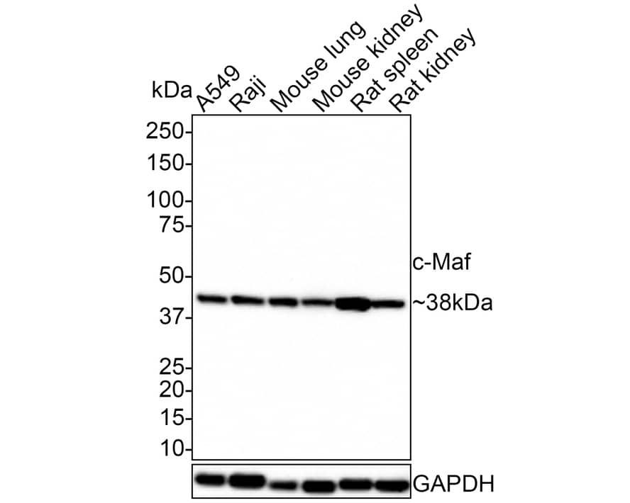 Western Blot: c-Maf Antibody (JE39-57) [NBP3-32197] - Western blot analysis of c-Maf on different lysates with Rabbit anti-c-Maf antibody (NBP3-32197) at 1/1,000 dilution. Lane 1: A549 cell lysate (10 ug/Lane) Lane 2: Raji cell lysate (10 ug/Lane) Lane 3: Mouse lung tissue lysate (20 ug/Lane) Lane 4: Mouse kidney tissue lysate (20 ug/Lane) Lane 5: Rat spleen tissue lysate (20 ug/Lane) Lane 6: Rat kidney tissue lysate (20 ug/Lane) Predicted band size: 38 kDa Observed band size: 38 kDa Exposure time: 40 seconds; 4-20% SDS-PAGE gel. Proteins were transferred to a PVDF membrane and blocked with 5% NFDM/TBST for 1 hour at room temperature. The primary antibody (NBP3-32197) at 1/1,000 dilution was used in 5% NFDM/TBST at room temperature for 2 hours. Goat Anti-Rabbit IgG - HRP Secondary Antibody at 1:100,000 dilution was used for 1 hour at room temperature.