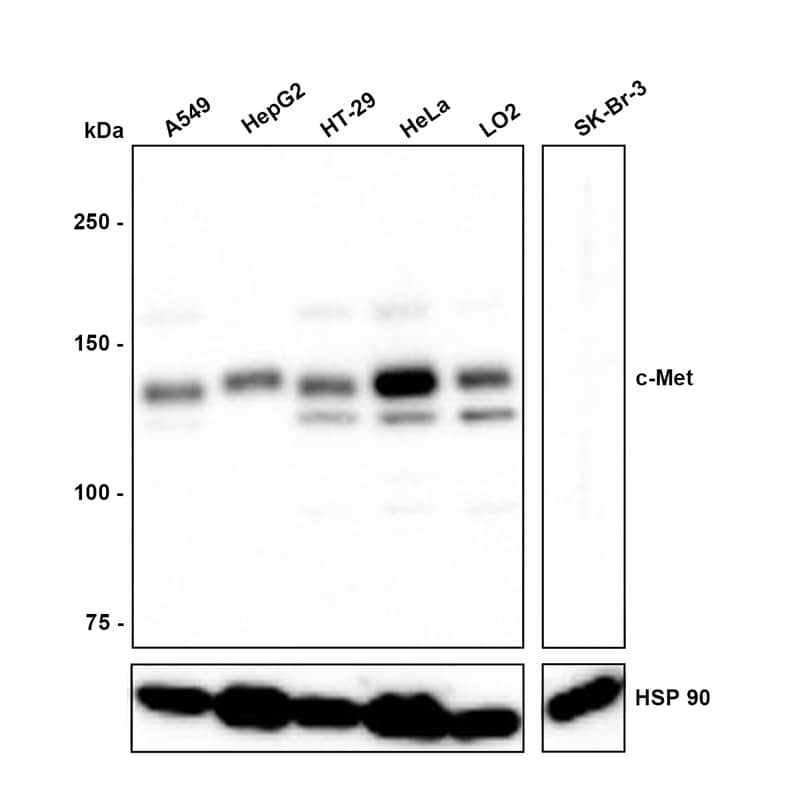 Western blot analysis on different lysates with NBP3-32198 at 1/500 dilution. Lane 1: A549 cell lysate Lane 2: HepG2 cell lysate Lane 3: HT-29 cell lysate Lane 4: HeLa cell lysate Lane 5: LO2 cell lysate Lane 6: SK-Br-3 cell lysate (Negative) Lysates/proteins at 30 µg/Lane. Predicted band size: 156 kDa Observed band size: 145 kDa Exposure time: 1 minute; 6% SDS-PAGE gel. Proteins were transferred to a PVDF membrane and blocked with 5% NFDM/TBST for 1 hour at room temperature. NBP3-32198 at 1/500 dilution was used in 5% NFDM/TBST at room temperature for 2 hours. Goat anti-Mouse IgG [HRP] at 1:150,000 dilution was used for 1 hour at room temperature.
