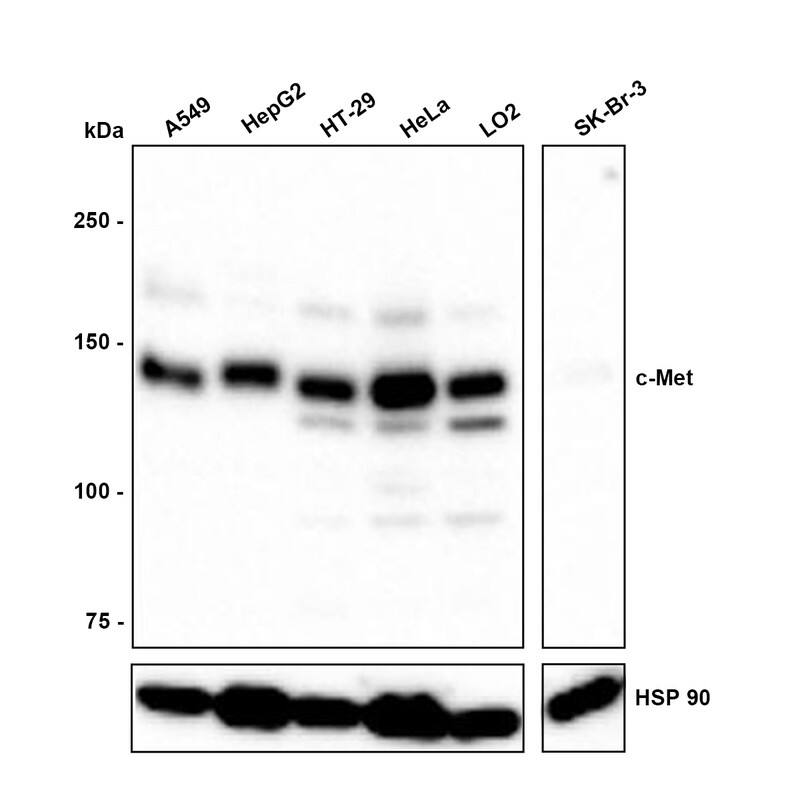 Western blot analysis on different lysates with NBP3-32199 at 1/1,000 dilution. Lane 1: A549 cell lysate Lane 2: HepG2 cell lysate Lane 3: HT-29 cell lysate Lane 4: HeLa cell lysate Lane 5: LO2 cell lysate Lane 6: SK-Br-3 cell lysate (Negative) Lysates/proteins at 30 µg/Lane. Predicted band size: 156 kDa Observed band size: 145 kDa Exposure time: 1 minute; 6% SDS-PAGE gel. Proteins were transferred to a PVDF membrane and blocked with 5% NFDM/TBST for 1 hour at room temperature. NBP3-32199 at 1/1,000 dilution was used in 5% NFDM/TBST at room temperature for 2 hours. Goat Anti-Rabbit IgG [HRP] Secondary Antibody at 1:300,000 dilution was used for 1 hour at room temperature.
