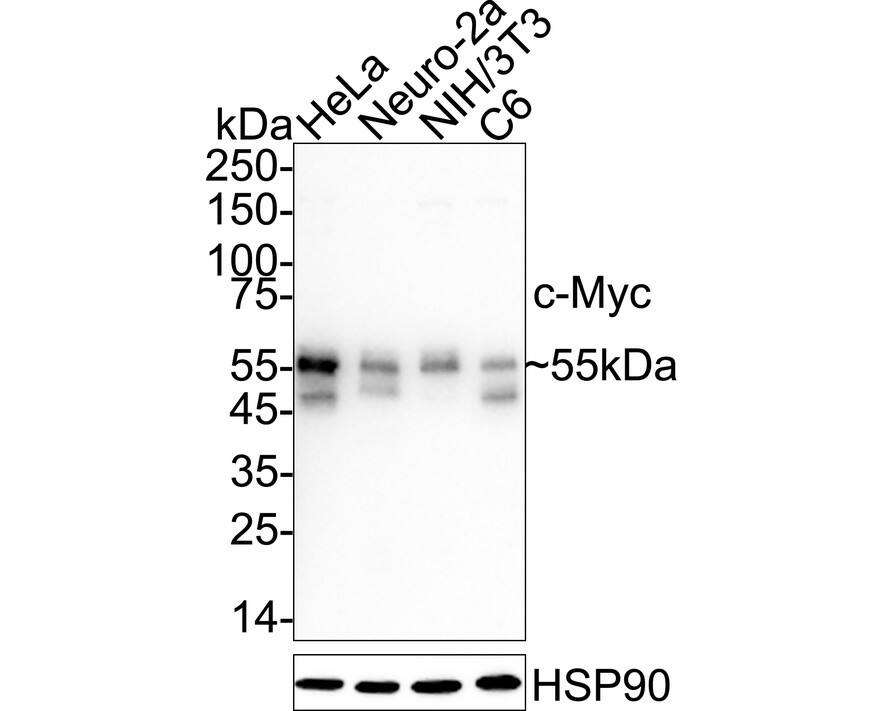 Western blot analysis on different lysates with NBP3-32201 at 1/1,000 dilution. Lane 1: HeLa cell lysate Lane 2: Neuro-2a cell lysate Lane 3: NIH/3T3 cell lysate Lane 4: C6 cell lysate Lysates/proteins at 20 µg/Lane. Predicted band size: 49 kDa Observed band size: 55 kDa Exposure time: 1 minute;  4-20% SDS-PAGE gel. Proteins were transferred to a PVDF membrane and blocked with 5% NFDM/TBST for 1 hour at room temperature. NBP3-32201 at 1/1,000 dilution was used in 5% NFDM/TBST at 4℃ overnight. Goat Anti-Rabbit IgG [HRP] Secondary Antibody at 1/50,000 dilution was used for 1 hour at room temperature.
