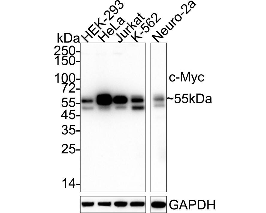 Western blot analysis on different lysates with NBP3-32201 at 1/1,000 dilution. Lane 1: HEK-293 cell lysate Lane 2: HeLa cell lysate Lane 3: Jurkat cell lysate Lane 4: K-562 cell lysate Lane 5: Neuro-2a cell lysate Lysates/proteins at 20 µg/Lane. Predicted band size: 49 kDa Observed band size: 55 kDa Exposure time: 1 minute;  4-20% SDS-PAGE gel. Proteins were transferred to a PVDF membrane and blocked with 5% NFDM/TBST for 1 hour at room temperature. NBP3-32201 at 1/1,000 dilution was used in 5% NFDM/TBST at 4℃ overnight. Goat Anti-Rabbit IgG [HRP] Secondary Antibody at 1/50,000 dilution was used for 1 hour at room temperature.