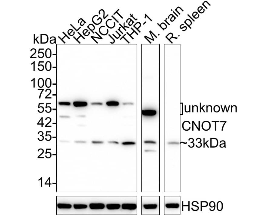 Western Blot: CNOT7 Antibody (PSH02-81) [NBP3-32202] - Western blot analysis of CNOT7 on different lysates with Rabbit anti-CNOT7 antibody (NBP3-32202) at 1/2,000 dilution. Lane 1: HeLa cell lysate (20 ug/Lane) Lane 2: HepG2 cell lysate (20 ug/Lane) Lane 3: NCCIT cell lysate (20 ug/Lane) Lane 4: Jurkat cell lysate (20 ug/Lane) Lane 5: THP-1 cell lysate (20 ug/Lane) Lane 6: Mouse brain tissue lysate (40 ug/Lane) Lane 7: Rat spleen tissue lysate (40 ug/Lane) Predicted band size: 33 kDa Observed band size: 33 kDa Exposure time: 3 minutes 20 seconds; 4-20% SDS-PAGE gel. Proteins were transferred to a PVDF membrane and blocked with 5% NFDM/TBST for 1 hour at room temperature. The primary antibody (NBP3-32202) at 1/2,000 dilution was used in 5% NFDM/TBST at 4C overnight. Goat Anti-Rabbit IgG - HRP Secondary Antibody at 1/50,000 dilution was used for 1 hour at room temperature.