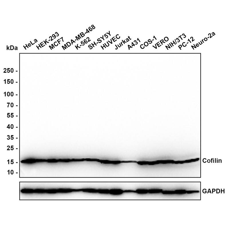 Western blot analysis on different lysates with NBP3-32204 at 1/1,000 dilution. Lane 1: Hela cell lysate (30 µg/Lane) Lane 2: HEK-293 cell lysate (30 µg/Lane) Lane 3: MCF-7 cell lysate (30 µg/Lane) Lane 4: MDA-MB-468 cell lysate (24 µg/Lane) Lane 5: K-562 cell lysate (16 µg/Lane) Lane 6: SH-SY5Y cell lysate (22 µg/Lane) Lane 7: HUVEC cell lysate (30 µg/Lane) Lane 8: Jurkat cell lysate (30 µg/Lane) Lane 9: A431 cell lysate (20 µg/Lane) Lane 10: COS-1 cell lysate (30 µg/Lane) Lane 11: VERO cell lysate (30 µg/Lane) Lane 12: NIH/3T3 cell lysate (22 µg/Lane) Lane 13: PC-12 cell lysate (30 µg/Lane) Lane 14: Neuro-2a cell lysate (19 µg/Lane) Predicted band size: 19 kDa Observed band size: 19 kDa Exposure time: 20 seconds; 15% SDS-PAGE gel. Proteins were transferred to a PVDF membrane and blocked with 5% NFDM/TBST for 1 hour at room temperature. NBP3-32204 at 1/1,000 dilution was used in 5% NFDM/TBST at room temperature for 2 hours. Goat Anti-Rabbit IgG [HRP] Secondary Antibody at 1:200,000 dilution was used for 1 hour at room temperature.