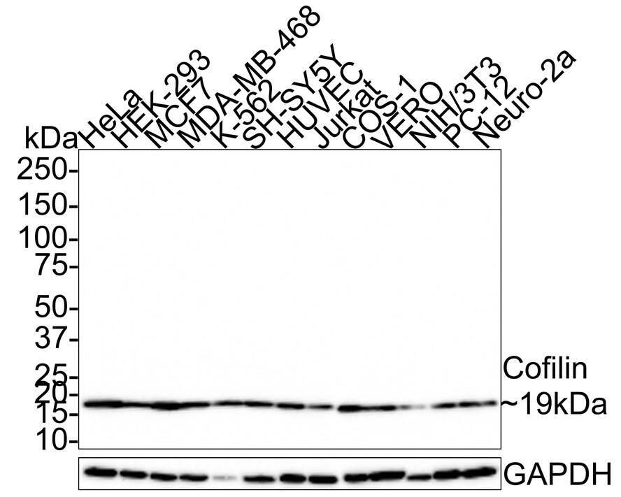 Western Blot: Cofilin Antibody (PSH0-38) [NBP3-32206] - Western blot analysis of Cofilin on different lysates with Rabbit anti-Cofilin antibody (NBP3-32206) at 1/1,000 dilution. Lane 1: HeLa cell lysate (30 ug/Lane) Lane 2: HEK-293 cell lysate (30 ug/Lane) Lane 3: MCF7 cell lysate (30 ug/Lane) Lane 4: MDA-MB-468 cell lysate (24 ug/Lane) Lane 5: K-562 cell lysate (16 ug/Lane) Lane 6: SH-SY5Y cell lysate (22 ug/Lane) Lane 7: HUVEC cell lysate (30 ug/Lane) Lane 8: Jurkat cell lysate (30 ug/Lane) Lane 9: COS-1 cell lysate (30 ug/Lane) Lane 10: VERO cell lysate (30 ug/Lane) Lane 11: NIH/3T3 cell lysate (22 ug/Lane) Lane 12: PC-12 cell lysate (30 ug/Lane) Lane 13: Neuro-2a cell lysate (19 ug/Lane) Predicted band size: 19 kDa Observed band size: 19 kDa Exposure time: 22 seconds; 4-20% SDS-PAGE gel. Proteins were transferred to a PVDF membrane and blocked with 5% NFDM/TBST for 1 hour at room temperature. The primary antibody (NBP3-32206) at 1/1,000 dilution was used in 5% NFDM/TBST at room temperature for 2 hours. Goat Anti-Rabbit IgG - HRP Secondary Antibody at 1:200,000 dilution was used for 1 hour at room temperature.