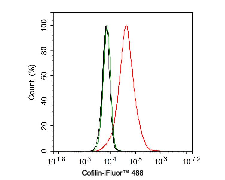 Flow Cytometry: Cofilin Antibody (PSH0-38) [NBP3-32206] - Flow cytometric analysis of HeLa cells labeling Cofilin. Cells were fixed and permeabilized. Then stained with the primary antibody (NBP3-32206, 1ug/ml) (red) compared with Rabbit IgG Isotype Control (green). After incubation of the primary antibody at +4℃ for an hour, the cells were stained with a iFluor™ 488 conjugate-Goat anti-Rabbit IgG Secondary antibody at 1/1,000 dilution for 30 minutes at +4℃. Unlabelled sample was used as a control (cells without incubation with primary antibody; black).