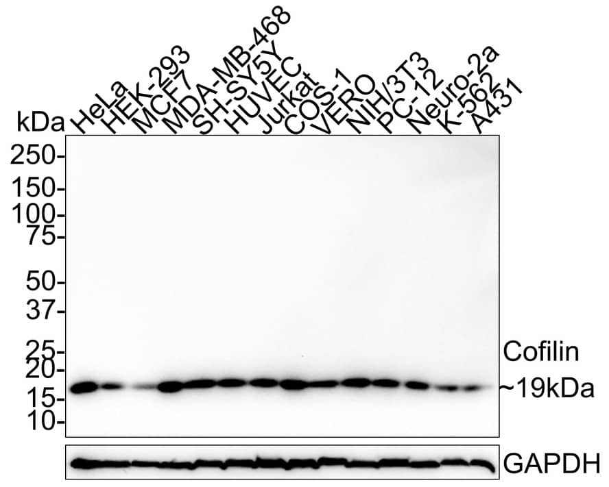Western blot analysis on different lysates with NBP3-32207 at 1/1,000 dilution. Lane 1: Hela cell lysate (30 µg/Lane) Lane 2: HEK-293 cell lysate (30 µg/Lane) Lane 3: MCF7 cell lysate (30 µg/Lane) Lane 4: MDA-MB-468 cell lysate (30 µg/Lane) Lane 5: SH-SY5Y cell lysate (30 µg/Lane) Lane 6: HUVEC cell lysate (30 µg/Lane) Lane 7: Jurkat cell lysate (30 µg/Lane) Lane 8: COS-1 cell lysate (30 µg/Lane) Lane 9: VERO cell lysate (30 µg/Lane) Lane 10: NIH/3T3 cell lysate (30 µg/Lane) Lane 11: PC-12 cell lysate (30 µg/Lane) Lane 12: Neuro-2a cell lysate (30 µg/Lane) Lane 13: K-562 cell lysate (30 µg/Lane) Lane 14: A431 cell lysate (30 µg/Lane) Predicted band size: 19 kDa Observed band size: 19 kDa Exposure time: 2 minutes 37 seconds; 4-20% SDS-PAGE gel. Proteins were transferred to a PVDF membrane and blocked with 5% NFDM/TBST for 1 hour at room temperature. NBP3-32207 at 1/1,000 dilution was used in 5% NFDM/TBST at room temperature for 2 hours. Goat Anti-Rabbit IgG [HRP] Secondary Antibody at 1:100,000 dilution was used for 1 hour at room temperature.