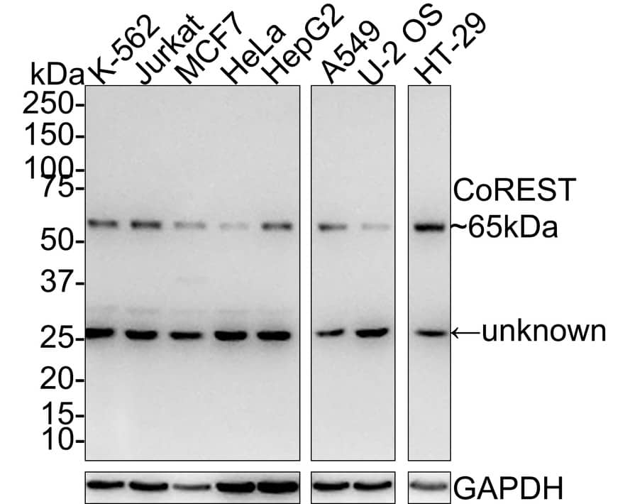 Western blot analysis on different lysates with NBP3-32210 at 1/1,000 dilution. Lane 1: K-562 cell lysate Lane 2: Jurkat cell lysate Lane 3: MCF7 cell lysate Lane 4: HeLa cell lysate Lane 5: HepG2 cell lysate Lane 6: A549 cell lysate Lane 7: U-2 OS cell lysate Lane 8: HT-29 cell lysate Lysates/proteins at 15 µg/Lane. Predicted band size: 65 kDa Observed band size: 65/26 kDa Exposure time: 3 minutes; 4-20% SDS-PAGE gel. Proteins were transferred to a PVDF membrane and blocked with 5% NFDM/TBST for 1 hour at room temperature. NBP3-32210 at 1/1,000 dilution was used in 5% NFDM/TBST at room temperature for 2 hours. Goat Anti-Rabbit IgG [HRP] Secondary Antibody at 1:100,000 dilution was used for 1 hour at room temperature.