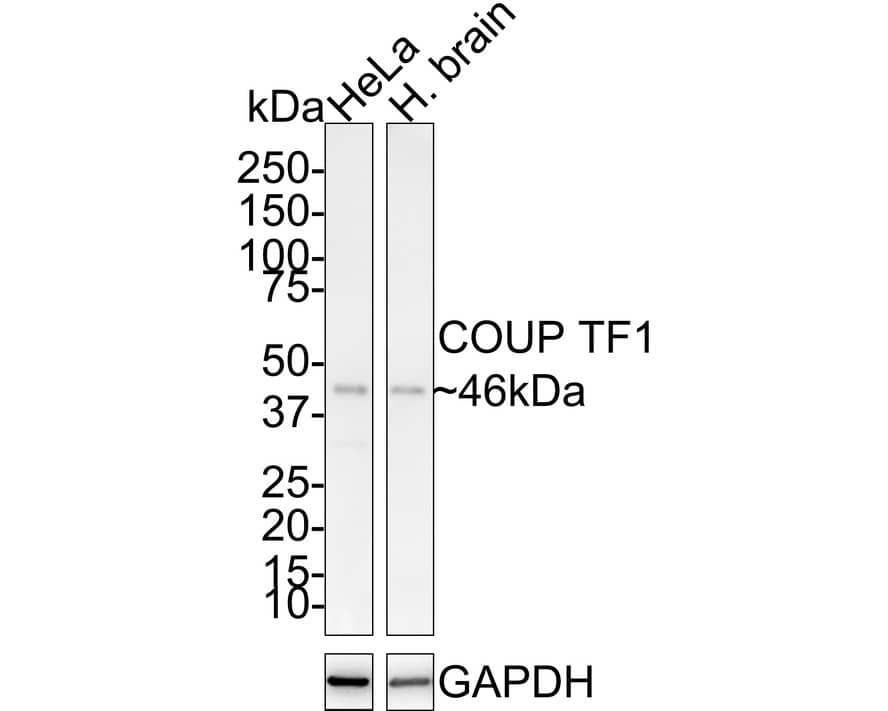 Western Blot: COUP-TF I/NR2F1 Antibody (JE31-95) [NBP3-32211] - Western blot analysis of COUP-TF I/NR2F1 on different lysates with Rabbit anti-COUP-TF I/NR2F1 antibody (NBP3-32211) at 1/1,000 dilution. Lane 1: HeLa cell lysate (10 ug/Lane) Lane 2: Human brain tissue lysate (40 ug/Lane) Predicted band size: 46  kDa Observed band size: 46 kDa Exposure time: 8 minutes; 4-20% SDS-PAGE gel. Proteins were transferred to a PVDF membrane and blocked with 5% NFDM/TBST for 1 hour at room temperature. The primary antibody (NBP3-32211) at 1/1,000 dilution was used in 5% NFDM/TBST at room temperature for 2 hours. Goat Anti-Rabbit IgG - HRP Secondary Antibody at 1:100,000 dilution was used for 1 hour at room temperature.