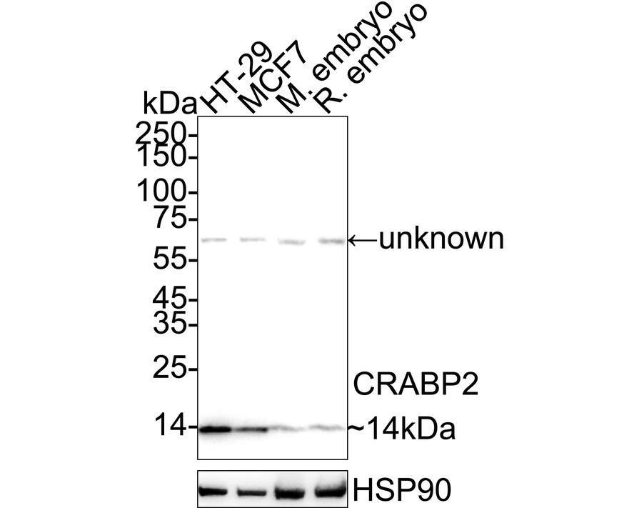 Western blot analysis on different lysates with NBP3-32214 at 1/5,000 dilution. Lane 1: HT-29 cell lysate (20 µg/Lane) Lane 2: MCF7 cell lysate (20 µg/Lane) Lane 3: Mouse embryo tissue lysate (40 µg/Lane) Lane 4: Rat embryo tissue lysate (40 µg/Lane) Predicted band size: 16 kDa Observed band size: 14 kDa Exposure time: 20 seconds;  4-20% SDS-PAGE gel. Proteins were transferred to a PVDF membrane and blocked with 5% NFDM/TBST for 1 hour at room temperature. NBP3-32214 at 1/5,000 dilution was used in primary antibody dilution at 4℃ overnight. Goat Anti-Rabbit IgG [HRP] Secondary Antibody at 1/50,000 dilution was used for 1 hour at room temperature.