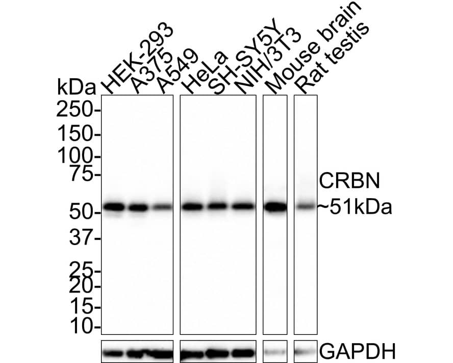 Western Blot: CRBN Antibody (PSH0-70) [NBP3-32217] - Western blot analysis of CRBN on different lysates with Rabbit anti-CRBN antibody (NBP3-32217) at 1/1,000 dilution. Lane 1: HEK-293 cell lysate Lane 2: A375 cell lysate Lane 3: A549 cell lysate Lane 4: HeLa cell lysate Lane 5: SH-SY5Y cell lysate Lane 6: NIH/3T3 cell lysate Lane 7: Mouse brain tissue lysate Lane 8: Rat testis tissue lysate Lysates/proteins at 20 ug/Lane. Predicted band size: 51 kDa Observed band size: 51 kDa Exposure time: 40 seconds; 4-20% SDS-PAGE gel. Proteins were transferred to a PVDF membrane and blocked with 5% NFDM/TBST for 1 hour at room temperature. The primary antibody (NBP3-32217) at 1/1,000 dilution was used in 5% NFDM/TBST at room temperature for 2 hours. Goat Anti-Rabbit IgG - HRP Secondary Antibody at 1:100,000 dilution was used for 1 hour at room temperature.