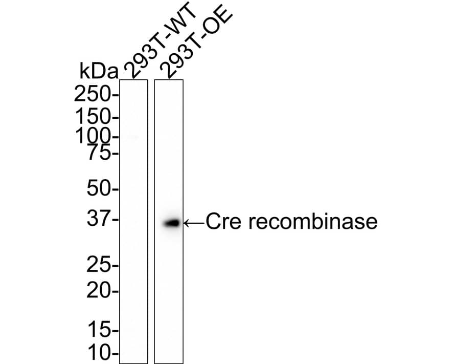 Western Blot: Cre Antibody (PSH01-93) [NBP3-32219] - Western blot analysis of Cre on different lysates with Rabbit anti-Cre antibody (NBP3-32219) at 1/1,000 dilution. Lane 1: 293T cell lysate Lane 2: 293T transfected with Cre recombinase cell lysate Lysates/proteins at 50 ng/Lane. Predicted band size: 39 kDa Observed band size: 39 kDa Exposure time: 1 minute; 4-20% SDS-PAGE gel. Proteins were transferred to a PVDF membrane and blocked with 5% NFDM/TBST for 1 hour at room temperature. The primary antibody (NBP3-32219) at 1/1,000 dilution was used in 5% NFDM/TBST at room temperature for 2 hours. Goat Anti-Rabbit IgG - HRP Secondary Antibody at 1/50,000 dilution was used for 1 hour at room temperature.