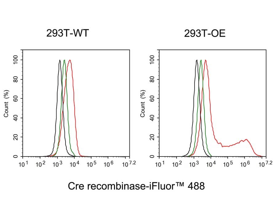 Flow Cytometry: Cre Antibody (PSH01-93) [NBP3-32219] - Flow cytometric analysis of 293T transfacted with or without Cre cells labeling Cre recombinase. Cells were fixed and permeabilized. Then stained with the primary antibody (NBP3-32219, 1μg/mL) (red) compared with Rabbit IgG Isotype Control (green). After incubation of the primary antibody at +4℃ for an hour, the cells were stained with a iFluor™ 488 conjugate-Goat anti-Rabbit IgG Secondary antibody at 1/1,000 dilution for 30 minutes at +4℃. Unlabelled sample was used as a control (cells without incubation with primary antibody; black).