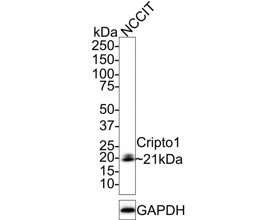 Western blot analysis of  NCCIT cell lysates with NBP3-32220 at 1/1,000 dilution. Lysates/proteins at 20 µg/Lane. Predicted band size: 21 kDa Observed band size: 21 kDa Exposure time: 1 minute; 4-20% SDS-PAGE gel. Proteins were transferred to a PVDF membrane and blocked with 5% NFDM/TBST for 1 hour at room temperature. NBP3-32220 at 1/1,000 dilution was used in 5% NFDM/TBST at room temperature for 2 hours. Goat Anti-Rabbit IgG [HRP] Secondary Antibody at 1:100,000 dilution was used for 1 hour at room temperature.