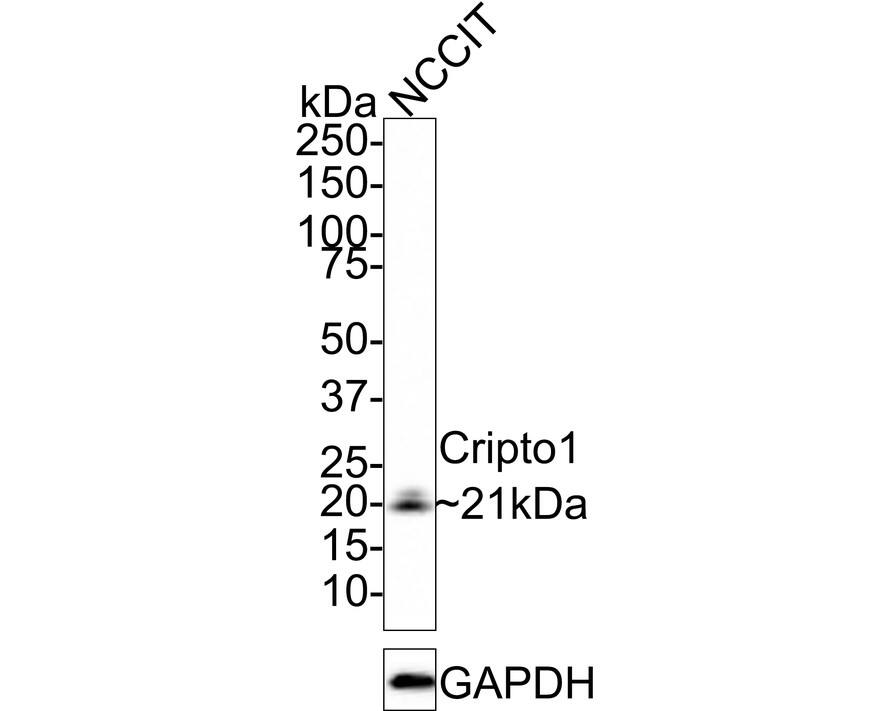 Western blot analysis of  NCCIT cell lysates with NBP3-32221 at 1/1,000 dilution. Lysates/proteins at 20 µg/Lane. Predicted band size: 21 kDa Observed band size: 21 kDa Exposure time: 1 minute; 4-20% SDS-PAGE gel. Proteins were transferred to a PVDF membrane and blocked with 5% NFDM/TBST for 1 hour at room temperature. NBP3-32221 at 1/1,000 dilution was used in 5% NFDM/TBST at room temperature for 2 hours. Goat Anti-Rabbit IgG [HRP] Secondary Antibody at 1:100,000 dilution was used for 1 hour at room temperature.
