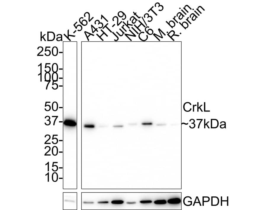 Western Blot: CrkL Antibody (JE50-21) [NBP3-32222] - Western blot analysis of CrkL on different lysates with Rabbit anti-CrkL antibody (NBP3-32222) at 1/1,000 dilution. Lane 1: K-562 cell lysate (20 ug/Lane) Lane 2: A431 cell lysate (20 ug/Lane) Lane 3: HT-29 cell lysate (20 ug/Lane) Lane 4: Jurkat cell lysate (20 ug/Lane) Lane 5: NIH/3T3 cell lysate (20 ug/Lane) Lane 6: C6 cell lysate (20 ug/Lane) Lane 7: Mouse brain tissue lysate (40 ug/Lane) Lane 8: Rat brain tissue lysate (40 ug/Lane) Predicted band size: 34 kDa Observed band size: 37 kDa Exposure time: 5 minutes; 4-20% SDS-PAGE gel. Proteins were transferred to a PVDF membrane and blocked with 5% NFDM/TBST for 1 hour at room temperature. The primary antibody (NBP3-32222) at 1/1,000 dilution was used in 5% NFDM/TBST at room temperature for 2 hours. Goat Anti-Rabbit IgG - HRP Secondary Antibody at 1/50,000 dilution was used for 1 hour at room temperature.