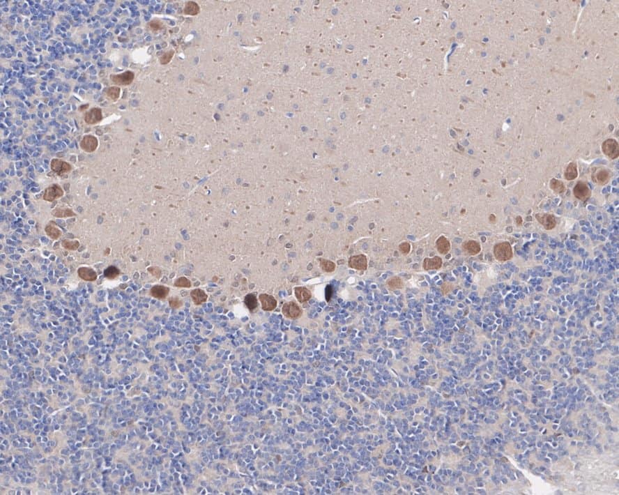 Immunohistochemistry: CrkL Antibody (JE50-21) [NBP3-32222] - Immunohistochemical analysis of paraffin-embedded rat cerebellum tissue with Rabbit anti-CrkL antibody (NBP3-32222) at 1/200 dilution. The section was pre-treated using heat mediated antigen retrieval with Tris-EDTA buffer (pH 9.0) for 20 minutes. The tissues were blocked in 1% BSA for 20 minutes at room temperature, washed with ddH2O and PBS, and then probed with the primary antibody (NBP3-32222) at 1/200 dilution for 1 hour at room temperature. The detection was performed using an HRP conjugated compact polymer system. DAB was used as the chromogen. Tissues were counterstained with hematoxylin and mounted with DPX.