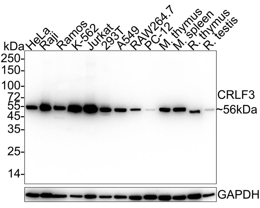 Western Blot CRLF3 Antibody (PSH03-88)