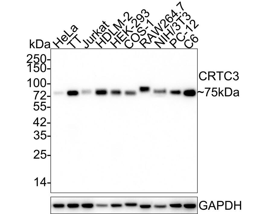 Western blot analysis on different lysates with NBP3-32226 at 1/2,000 dilution. Lane 1: HeLa cell lysate Lane 2: TT cell lysate Lane 3: Jurkat cell lysate Lane 4: HDLM-2 cell lysate Lane 5: HEK-293 cell lysate Lane 6: COS-1 cell lysate Lane 7: RAW264.7 cell lysate Lane 8: NIH/3T3 cell lysate Lane 9: PC-12 cell lysate Lane 10: C6 cell lysate Lysates/proteins at 20 µg/Lane. Predicted band size: 67 kDa Observed band size: 75 kDa Exposure time: 5 minutes; 4-20% SDS-PAGE gel. Proteins were transferred to a PVDF membrane and blocked with 5% NFDM/TBST for 1 hour at room temperature. NBP3-32226 at 1/2,000 dilution was used in 5% NFDM/TBST at 4℃ overnight. Goat Anti-Rabbit IgG [HRP] Secondary Antibody at 1/50,000 dilution was used for 1 hour at room temperature.