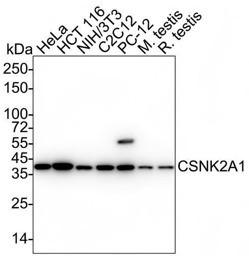 Western blot analysis on different lysates with NBP3-32228 at 1/2,000 dilution and competitor's antibody at 1/2,000 dilution. Lane 1: HeLa cell lysate Lane 2: HCT 116 cell lysate Lane 3: NIH/3T3 cell lysate Lane 4: C2C12 cell lysate Lane 5: PC-12 cell lysate Lane 6: Mouse testis tissue lysate Lane 7: Rat testis tissue lysate Lysates/proteins at 30 µg/Lane. Predicted band size: 45 kDa Observed band size: 40 kDa Exposure time: Lane 1-7 (left): 40 seconds; Lane 1-7 (right): 3 minutes;  4-20% SDS-PAGE gel. Proteins were transferred to a PVDF membrane and blocked with 5% NFDM/TBST for 1 hour at room temperature. NBP3-32228 at 1/2,000 dilution and competitor's antibody at 1/2,000 dilution were used in 5% NFDM/TBST at 4℃ overnight. Goat Anti-Rabbit IgG [HRP] Secondary Antibody at 1/50,000 dilution was used for 1 hour at room temperature.