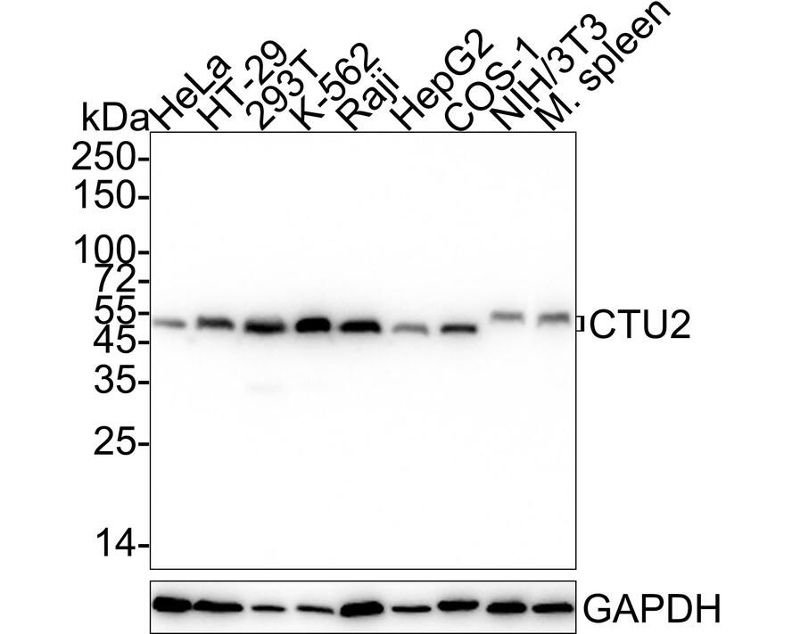 Western Blot: CTU2 Antibody (PSH04-05) [NBP3-32231] - Western blot analysis of CTU2 on different lysates with Rabbit anti-CTU2 antibody (NBP3-32231) at 1/2,000 dilution. Lane 1: HeLa cell lysate Lane 2: HT-29 cell lysate Lane 3: 293T cell lysate Lane 4: K-562 cell lysate Lane 5: Raji cell lysate Lane 6: HepG2 cell lysate Lane 7: COS-1 cell lysate Lane 8: NIH/3T3 cell lysate Lane 9: Mouse spleen tissue lysate Lysates/proteins at 30 ug/Lane. Predicted band size: 56 kDa Observed band size: 54/56 kDa Exposure time: 24 seconds; 4-20% SDS-PAGE gel. Proteins were transferred to a PVDF membrane and blocked with 5% NFDM/TBST for 1 hour at room temperature. The primary antibody (NBP3-32231) at 1/2,000 dilution was used in 5% NFDM/TBST at 4C overnight. Goat Anti-Rabbit IgG - HRP Secondary Antibody at 1/50,000 dilution was used for 1 hour at room temperature.