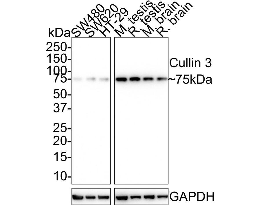 Western blot analysis on different lysates with NBP3-32232 at 1/1,000 dilution. Lane 1: SW480 cell lysate Lane 2: SW620 cell lysate Lane 3: HT-29 cell lysate Lane 4: Mouse testis tissue lysate Lane 5: Rat testis tissue lysate Lane 6: Mouse brain tissue lysate Lane 7: Rat brain tissue lysate Lysates/proteins at 20 µg/Lane. Predicted band size: 89 kDa Observed band size: 75 kDa Exposure time: 5 minutes; 4-20% SDS-PAGE gel. Proteins were transferred to a PVDF membrane and blocked with 5% NFDM/TBST for 1 hour at room temperature. NBP3-32232 at 1/1,000 dilution was used in 5% NFDM/TBST at 4℃ overnight. Goat Anti-Rabbit IgG [HRP] Secondary Antibody at 1/50,000 dilution was used for 1 hour at room temperature.