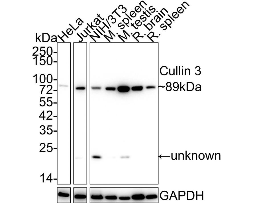 Western blot analysis on different lysates with NBP3-32233 at 1/1,000 dilution. Lane 1: HeLa cell lysate (20 µg/Lane) Lane 2: Jurkat cell lysate (20 µg/Lane) Lane 3: NIH/3T3 cell lysate (20 µg/Lane) Lane 4: Mouse spleen tissue lysate (40 µg/Lane) Lane 5: Mouse testis tissue lysate (40 µg/Lane) Lane 6: Rat brain tissue lysate (40 µg/Lane) Lane 7: Rat spleen tissue lysate (40 µg/Lane) Predicted band size: 89 kDa Observed band size: 89 kDa Exposure time: 3 minutes; 4-20% SDS-PAGE gel. Proteins were transferred to a PVDF membrane and blocked with 5% NFDM/TBST for 1 hour at room temperature. NBP3-32233 at 1/1,000 dilution was used in 5% NFDM/TBST at 4℃ overnight. Goat Anti-Rabbit IgG [HRP] Secondary Antibody at 1/50,000 dilution was used for 1 hour at room temperature.