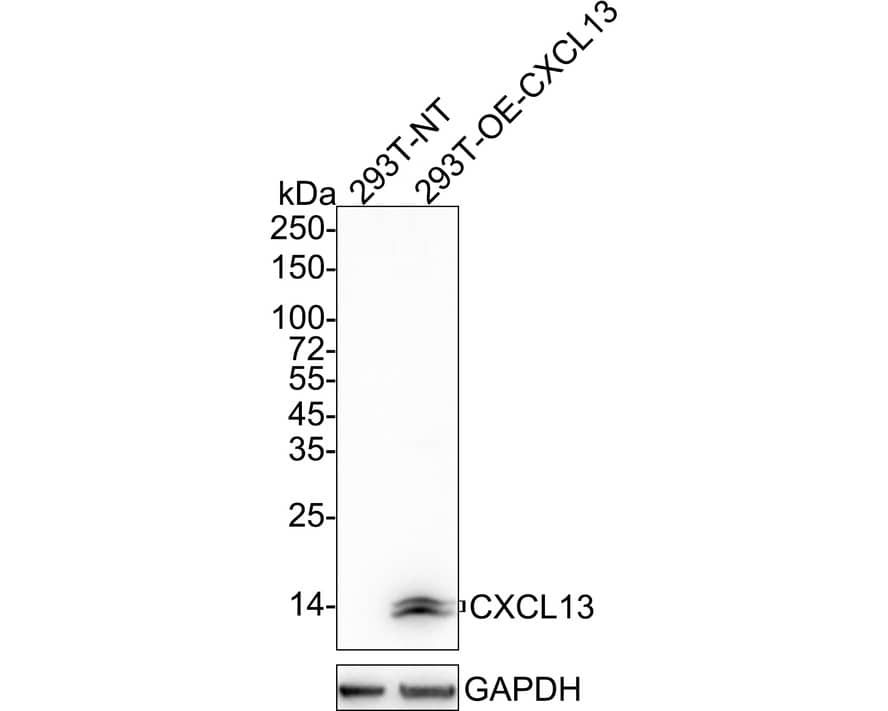 Western Blot: CXCL13/BLC/BCA-1 Antibody (PSH04-34) [NBP3-32234] - Western blot analysis of CXCL13/BLC/BCA-1 on different lysates with Rabbit anti-CXCL13/BLC/BCA-1 antibody (NBP3-32234) at 1/1,000 dilution. Lane 1: 293T-NT cell lysate Lane 2: 293T-OE-CXCL13 cell lysate Lysates/proteins at 15 ug/Lane. Predicted band size: 13 kDa Observed band size: 12/13 kDa Exposure time: 30 seconds; 4-20% SDS-PAGE gel. Proteins were transferred to a PVDF membrane and blocked with 5% NFDM/TBST for 1 hour at room temperature. The primary antibody (NBP3-32234) at 1/1,000 dilution was used in 5% NFDM/TBST at 4C overnight. Goat Anti-Rabbit IgG - HRP Secondary Antibody at 1/50,000 dilution was used for 1 hour at room temperature.