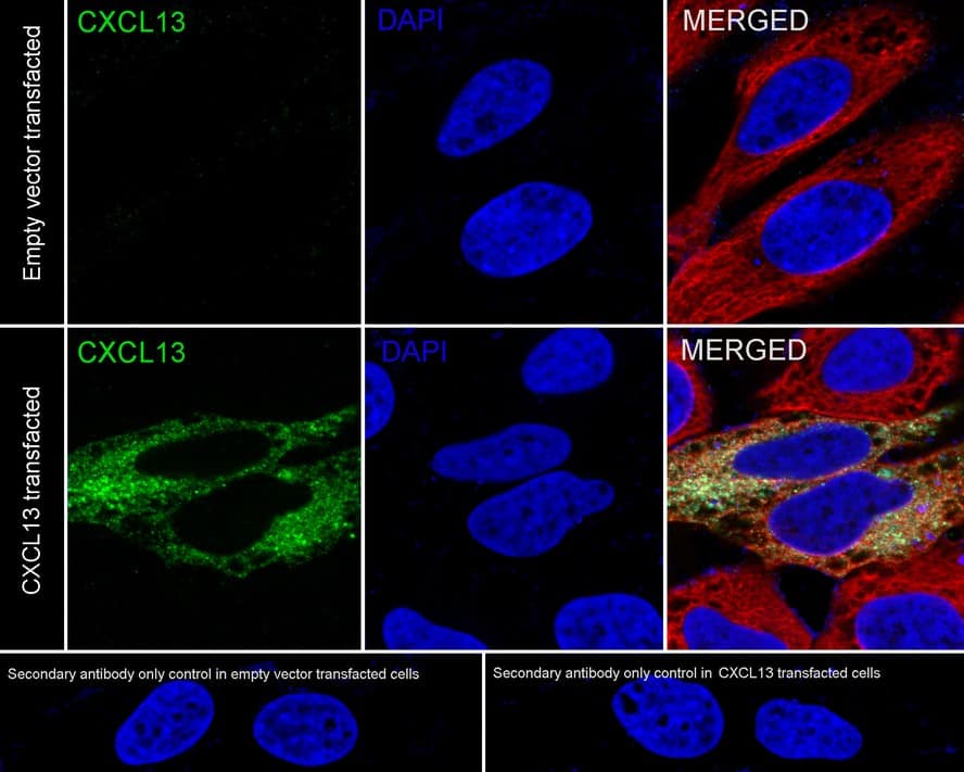 Immunocytochemistry/ Immunofluorescence: CXCL13/BLC/BCA-1 Antibody (PSH04-34) [NBP3-32234] - Immunocytochemistry analysis of HeLa transfacted with or without CXCL13/BLC/BCA-1 cells labeling CXCL13/BLC/BCA-1 with Rabbit anti-CXCL13/BLC/BCA-1/BLC/BCA-1 antibody (NBP3-32234) at 1/400 dilution. Cells were fixed in 4% paraformaldehyde for 20 minutes at room temperature, permeabilized with 0.1% Triton X-100 in PBS for 5 minutes at room temperature, then blocked with 1% BSA in 10% negative goat serum for 1 hour at room temperature. Cells were then incubated with Rabbit anti-CXCL13 antibody (NBP3-32234) at 1/400 dilution in 1% BSA in PBST overnight at 4 ℃. Goat Anti-Rabbit IgG H&L (iFluor™ 488) was used as the secondary antibody at 1/1,000 dilution. PBS instead of the primary antibody was used as the secondary antibody only control. Nuclear DNA was labelled in blue with DAPI. Beta tubulin (red) was stained at 1/100 dilution overnight at +4℃. Goat Anti-Mouse IgG H&L (iFluor™ 594) was used as the secondary antibody at 1/1,000 dilution.