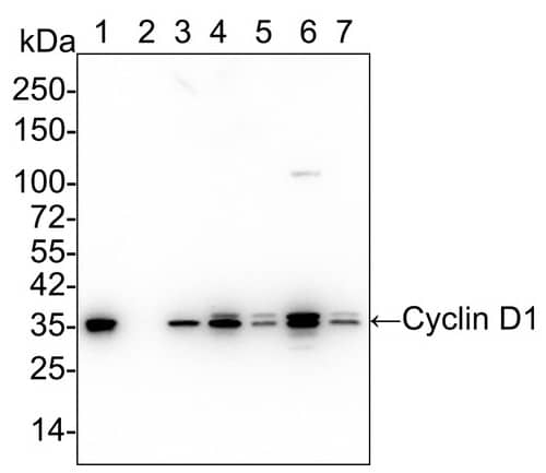 Western Blot: Cyclin D1 Antibody (PD01-64) [NBP3-32236] - Western blot analysis of Cyclin D1 on different lysates with Rabbit anti-Cyclin D1 antibody (NBP3-32236) at 1/5,000 dilution.Lane 1: MCF7 cell lysateLane 2: K-562 cell lysate (negative)Lane 3: A431 cell lysateLane 4: Neuro-2a cell lysateLane 5: NIH/3T3 cell lysateLane 6: C6 cell lysateLane 7: SH-SY5Y cell lysateLysates/proteins at 20 µg/Lane.Predicted band size: 34 kDaObserved band size: 35 kDaExposure time: 20 seconds;4-20% SDS-PAGE gel.Proteins were transferred to a PVDF membrane and blocked with 5% NFDM/TBST for 1 hour at room temperature. The primary antibody at 1/5,000 dilution was used in 5% NFDM/TBST at 4℃ overnight. Goat Anti-Rabbit IgG - HRP Secondary Antibody at 1/50,000 dilution was used for 1 hour at room temperature.