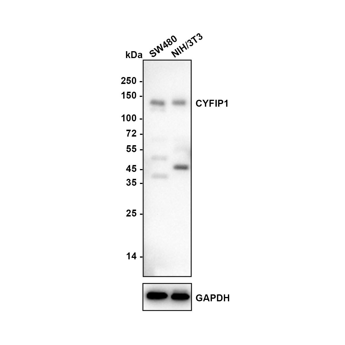 Western Blot CYFIP1 Antibody (JE64-11)