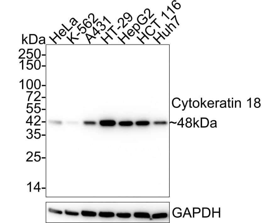Western Blot: Cytokeratin 18 Antibody (6-19-R) [NBP3-32246] - Western blot analysis of Cytokeratin 18 on different lysates with Mouse anti-Cytokeratin 18 antibody (NBP3-32246) at 1/2,000 dilution. Lane 1: HeLa cell lysate Lane 2: K-562 cell lysate Lane 3: A431 cell lysate Lane 4: HT-29 cell lysate Lane 5: HepG2 cell lysate Lane 6: HCT 116 cell lysate Lane 7: Huh7 cell lysate Lysates/proteins at 20 ug/Lane. Predicted band size: 48 kDa Observed band size: 48 kDa Exposure time: 5 seconds; 4-20% SDS-PAGE gel. Proteins were transferred to a PVDF membrane and blocked with 5% NFDM/TBST for 1 hour at room temperature. The primary antibody (NBP3-32246) at 1/2,000 dilution was used in 5% NFDM/TBST at 4C overnight. Goat Anti-Mouse IgG - HRP Secondary Antibody at 1/50,000 dilution was used for 1 hour at room temperature.
