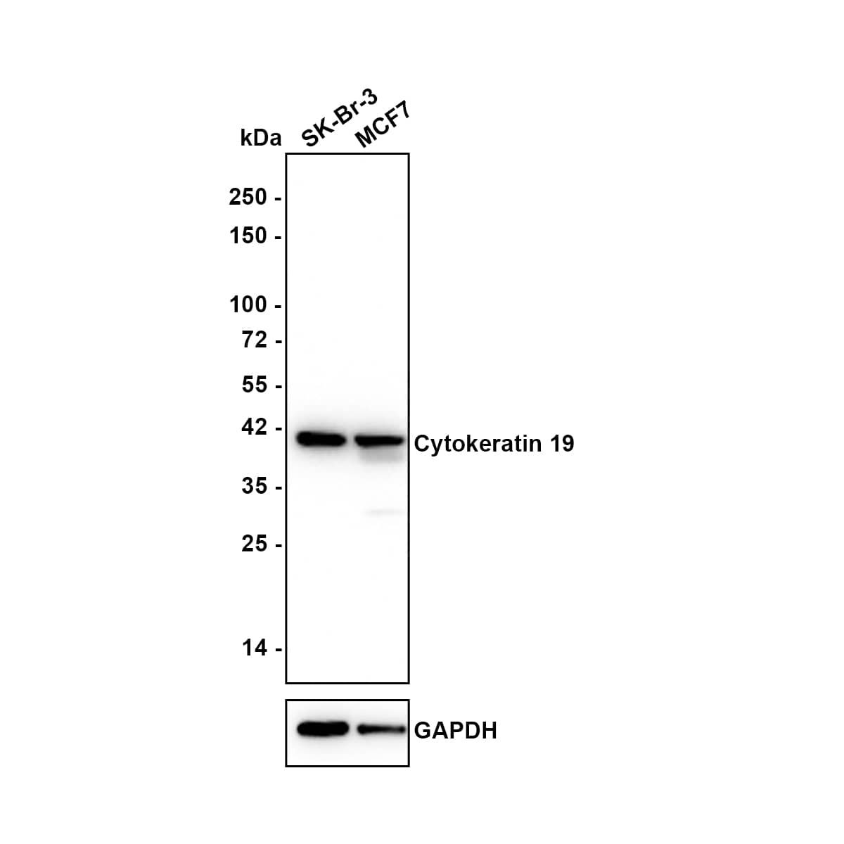 Western blot analysis on different lysates with NBP3-32247 at 1/1,000 dilution. Lane 1: SK-Br-3 cell lysate Lane 2: MCF7 cell lysate Lysates/proteins at 20 µg/Lane. Predicted band size: 44 kDa Observed band size: 40 kDa Exposure time: 24 seconds; 4-20% SDS-PAGE gel. Proteins were transferred to a PVDF membrane and blocked with 5% NFDM/TBST for 1 hour at room temperature. NBP3-32247 at 1/1,000 dilution was used in 5% NFDM/TBST at 4℃ overnight. Goat anti-Mouse IgG [HRP] at 1/50,000 dilution was used for 1 hour at room temperature.
