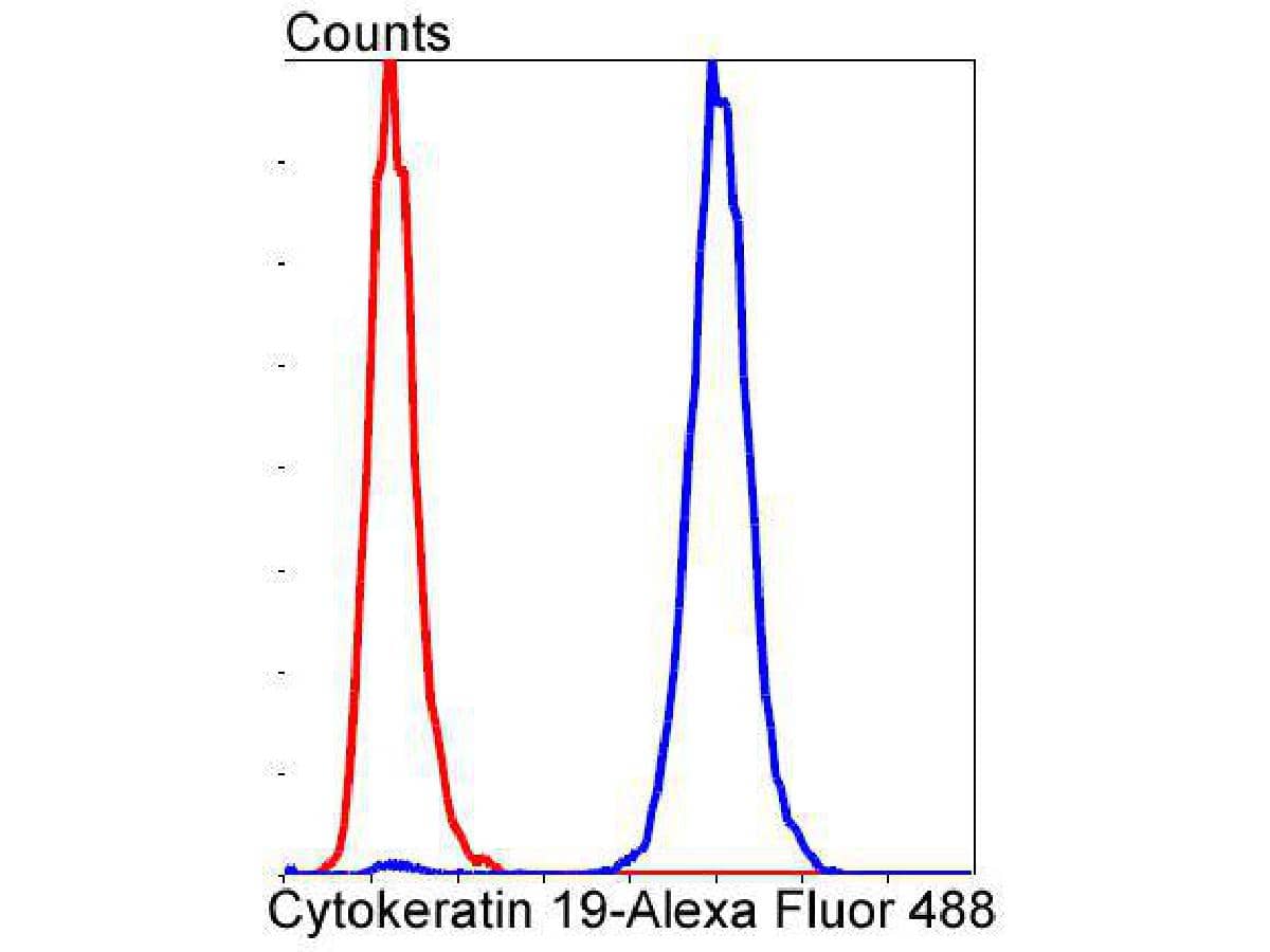 Flow Cytometry: Cytokeratin 19 Antibody (SA30-06) [NBP3-32248] - Flow cytometric analysis of Cytokeratin 19 was done on MCF-7 cells. The cells were fixed, permeabilized and stained with the primary antibody (NBP3-32248, 1/50) (blue). After incubation of the primary antibody at room temperature for an hour, the cells were stained with a Alexa Fluor 488-conjugated Goat anti-Rabbit IgG Secondary antibody at 1/1000 dilution for 30 minutes.Unlabelled sample was used as a control (cells without incubation with primary antibody; red).