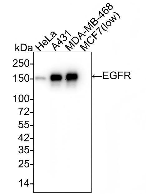Western blot analysis on different lysates with NBP3-32255 at 1/2,000 dilution and competitor's antibody at 1/2,000 dilution. Lane 1: HeLa cell lysate Lane 2: A431 cell lysate Lane 3: MDA-MB-468 cell lysate Lane 4: MCF7 cell lysate (low expression) Lysates/proteins at 15 µg/Lane. Predicted band size: 134 kDa Observed band size: 150 kDa Exposure time: 21 seconds;  4-20% SDS-PAGE gel. Proteins were transferred to a PVDF membrane and blocked with 5% NFDM/TBST for 1 hour at room temperature. NBP3-32255 at 1/2,000 dilution and competitor's antibody at 1/2,000 dilution were used in 5% NFDM/TBST at 4℃ overnight. Goat Anti-Rabbit IgG [HRP] Secondary Antibody at 1/50,000 dilution was used for 1 hour at room temperature.
