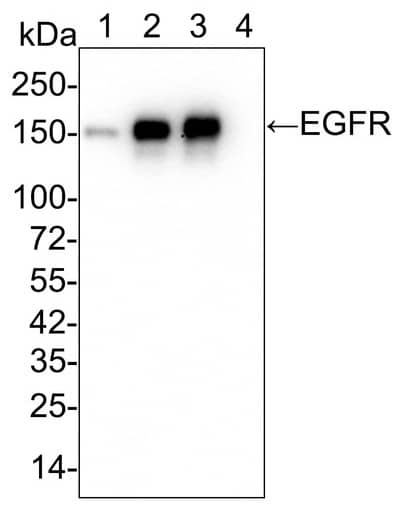 Western Blot: EGFR Antibody (PD00-75) [NBP3-32255] - Western blot analysis of EGFR on different lysates with Rabbit anti-EGFR antibody (NBP3-32255) at 1/2,000 dilution. Lane 1: HeLa cell lysate Lane 2: A431 cell lysate Lane 3: MDA-MB-468 cell lysate Lane 4: MCF7 cell lysate (low expression) Lysates/proteins at 15 µg/Lane. Predicted band size: 134 kDa Observed band size: 150 kDa Exposure time: 21 seconds; 4-20% SDS-PAGE gel. Proteins were transferred to a PVDF membrane and blocked with 5% NFDM/TBST for 1 hour at room temperature. The primary antibody at 1/2,000 dilution was used in 5% NFDM/TBST at 4℃ overnight. Goat Anti-Rabbit IgG - HRP Secondary Antibody at 1/50,000 dilution was used for 1 hour at room temperature.