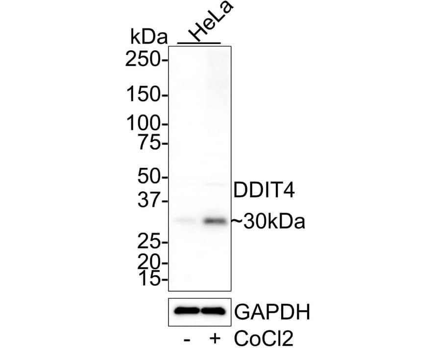 Western Blot: DDIT4 Antibody (PS00-10) [NBP3-32259] - Western blot analysis of DDIT4 on different lysates with Rabbit anti-DDIT4 antibody (NBP3-32259) at 1/1,000 dilution. Lane 1: HeLa cell lysate Lane 2: HeLa treated with 0.5mM CoCl2 for 6 hours cell lysate Lysates/proteins at 20 ug/Lane. Predicted band size: 25 kDa Observed band size: 30 kDa Exposure time: 50 seconds; 4-20% SDS-PAGE gel. Proteins were transferred to a PVDF membrane and blocked with 5% NFDM/TBST for 1 hour at room temperature. The primary antibody (NBP3-32259) at 1/1,000 dilution was used in 5% NFDM/TBST at 4C overnight. Goat Anti-Rabbit IgG - HRP Secondary Antibody at 1/50,000 dilution was used for 1 hour at room temperature.