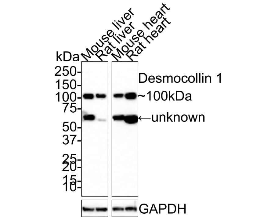 Western blot analysis on different lysates with NBP3-32264 at 1/1,000 dilution. Lane 1: Mouse liver tissue lysate Lane 2: Rat liver tissue lysate Lane 3: Mouse heart tissue lysate Lane 4: Rat heart tissue lysate Lysates/proteins at 30 µg/Lane. Predicted band size: 100 kDa Observed band size: 100 kDa Exposure time: 3 minutes;  4-20% SDS-PAGE gel. Proteins were transferred to a PVDF membrane and blocked with 5% NFDM/TBST for 1 hour at room temperature. NBP3-32264 at 1/1,000 dilution was used in 5% NFDM/TBST at room temperature for 2 hours. Goat Anti-Rabbit IgG [HRP] Secondary Antibody at 1/100,000 dilution was used for 1 hour at room temperature.