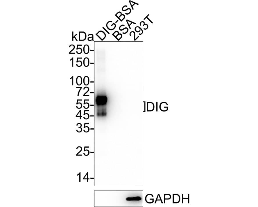Western Blot: Digoxigenin Antibody (PSH04-39) [NBP3-32266] - Western blot analysis of Digoxigenin on different lysates with Rabbit anti-Digoxigenin antibody (NBP3-32266) at 1/2,000 dilution. Lane 1: DIG-BSA (2 ng/Lane) Lane 2: BSA (negative) (2 ng/Lane) Lane 3: 293T cell lysate (negative) (20 ug/Lane) Exposure time: 20 seconds; 4-20% SDS-PAGE gel. Proteins were transferred to a PVDF membrane and blocked with 5% NFDM/TBST for 1 hour at room temperature. The primary antibody (NBP3-32266) at 1/2,000 dilution was used in 5% NFDM/TBST at 4C overnight. Goat Anti-Rabbit IgG - HRP Secondary Antibody at 1/50,000 dilution was used for 1 hour at room temperature.