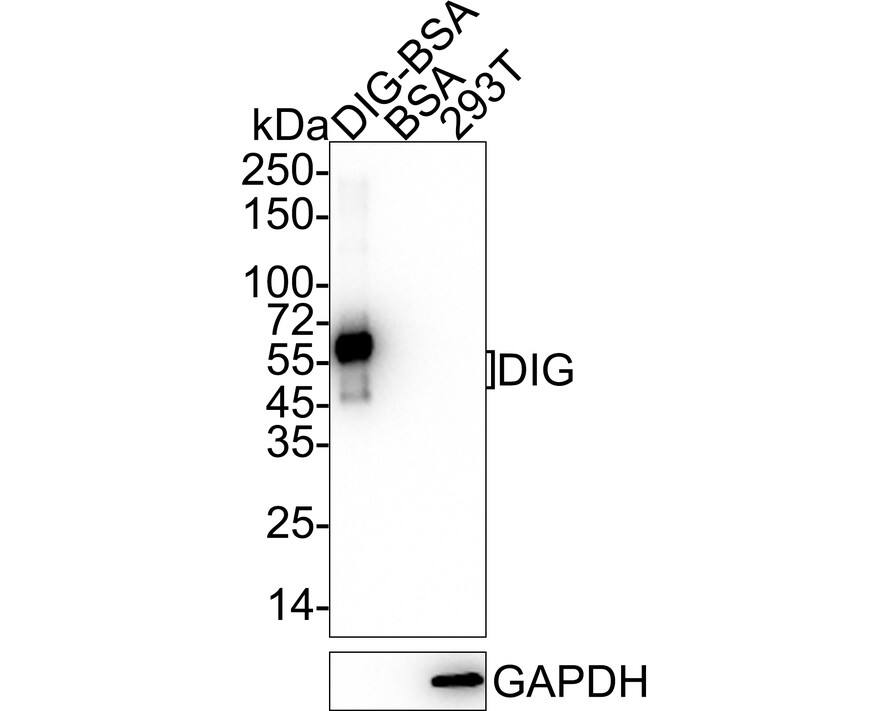 Western Blot: Digoxin Antibody (PSH04-40) [NBP3-32267] - Western blot analysis of Digoxin on different lysates with Rabbit anti-Digoxin antibody (NBP3-32267) at 1/2,000 dilution. Lane 1: DIG-BSA (2 ng/Lane) Lane 2: BSA (negative) (2 ng/Lane) Lane 3: 293T cell lysate (negative) (20 ug/Lane) Exposure time: 20 seconds; 4-20% SDS-PAGE gel. Proteins were transferred to a PVDF membrane and blocked with 5% NFDM/TBST for 1 hour at room temperature. The primary antibody (NBP3-32267) at 1/2,000 dilution was used in 5% NFDM/TBST at 4C overnight. Goat Anti-Rabbit IgG - HRP Secondary Antibody at 1/50,000 dilution was used for 1 hour at room temperature.