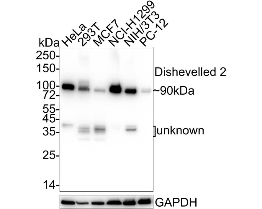 Western Blot: Dishevelled-2 Antibody (PSH04-07) [NBP3-32269] - Western blot analysis of Dishevelled-2 on different lysates with Rabbit anti-Dishevelled-2 antibody (NBP3-32269) at 1/2,000 dilution. Lane 1: HeLa cell lysate Lane 2: 293T cell lysate Lane 3: MCF7 cell lysate Lane 4: NCI-H1299 cell lysate Lane 5: NIH/3T3 cell lysate Lane 6: PC-12 cell lysate Lysates/proteins at 30 ug/Lane. Predicted band size: 79 kDa Observed band size: 90 kDa Exposure time: 1 minute; 4-20% SDS-PAGE gel. Proteins were transferred to a PVDF membrane and blocked with 5% NFDM/TBST for 1 hour at room temperature. The primary antibody (NBP3-32269) at 1/2,000 dilution was used in 5% NFDM/TBST at 4C overnight. Goat Anti-Rabbit IgG - HRP Secondary Antibody at 1/50,000 dilution was used for 1 hour at room temperature.