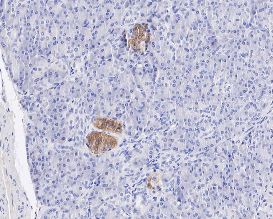 Immunohistochemistry: Pref-1/DLK1/FA1 Antibody (PSH04-76) [NBP3-32270] - Immunohistochemical analysis of paraffin-embedded human pancreas tissue with Rabbit anti-Pref-1/DLK1/FA1 antibody (NBP3-32270) at 1/200 dilution. The section was pre-treated using heat mediated antigen retrieval with Tris-EDTA buffer (pH 9.0) for 20 minutes. The tissues were blocked in 1% BSA for 20 minutes at room temperature, washed with ddH2O and PBS, and then probed with the primary antibody (NBP3-32270) at 1/200 dilution for 1 hour at room temperature. The detection was performed using an HRP conjugated compact polymer system. DAB was used as the chromogen. Tissues were counterstained with hematoxylin and mounted with DPX.